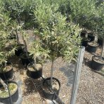 Olivovník európsky (Olea europaea) - výška 80-100 cm, kont. C5L – na kmienku (-12°C)